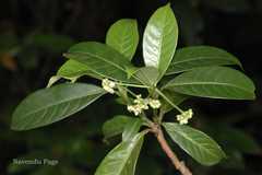 Psychotria symplocifolia
